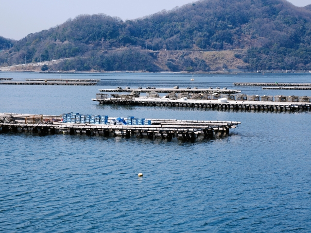 養殖場内生簀の点検